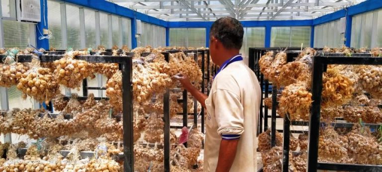 Tharob: Varietas Bawang Merah Tajuk Lebih Baik dan Cocok di Kei