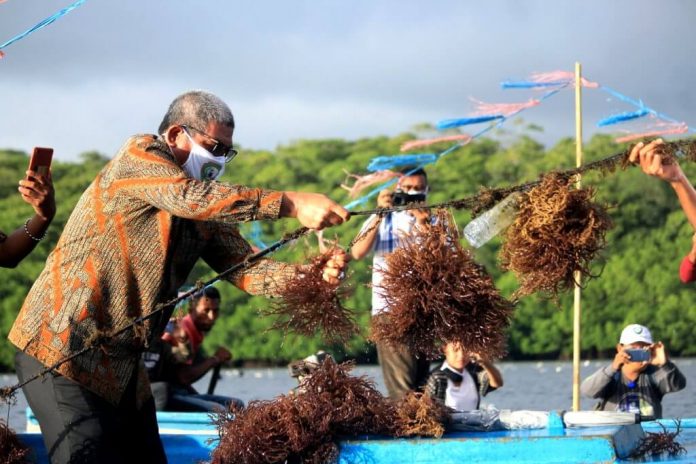 Bupati Maluku Tenggara M.Taher Hanubun memanen rumput laut di Ohoi Arso, Kecamatan Hoat Sorbay, Jumat (18/6/2020). Dok. Facebook Satpolpp Malra