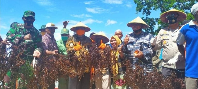 Pemkot Tual dan Kelompok Pembudidaya Panen 51 Ton Rumput Laut di Teluk Luv Watran