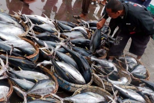 Ilustrasi, Gambar Ikan, sumber foto: Antara/Ampelsa