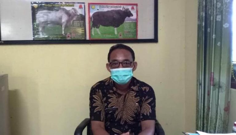 Distan Tual Maksimalkan Balai Pembibitan Ternak Salurkan Bibit Distan Tual Maksimalkan Balai Pembibitan Ternak Salurkan Bibit