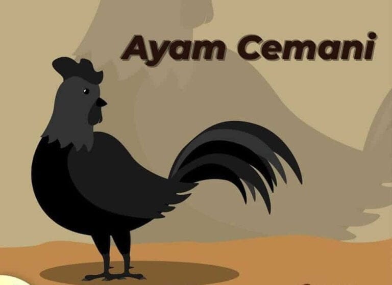 Mengapa Ayam Cemani Berwarna Hitam Tapi Telurnya Putih?