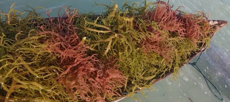 Harapan KKT Jadi Seaweed Estate, Pupus