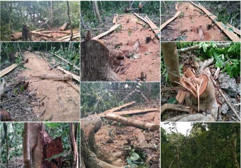 Hutan Pulau Pulau 10 Gundul, Warga Masif Lakukan Penebangan Pohon