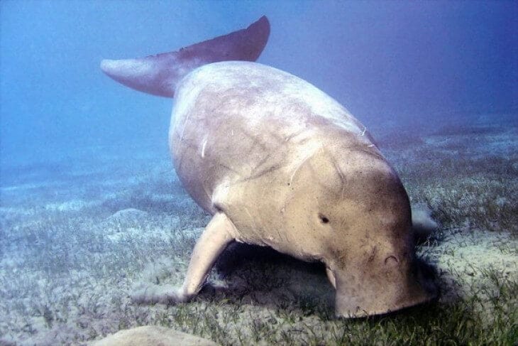 Dugong/duyung. Foto: WWF