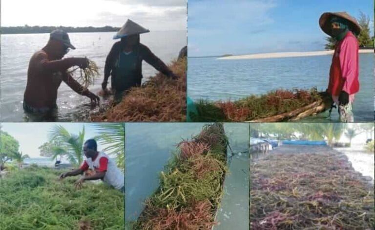 Petani Rumput Laut Pulau Hoat Dukung Program “Seaweed Estate”