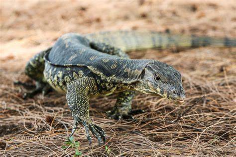 Biawak atau dalam bahasa Kei disebut bu'u. Foto: SteamKR