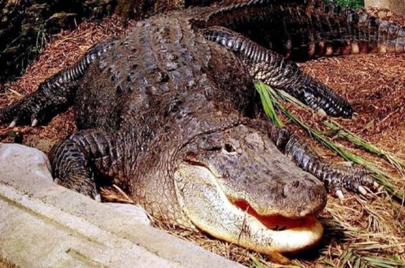 Buaya. Foto: Welsh Mountain Zoo/PA