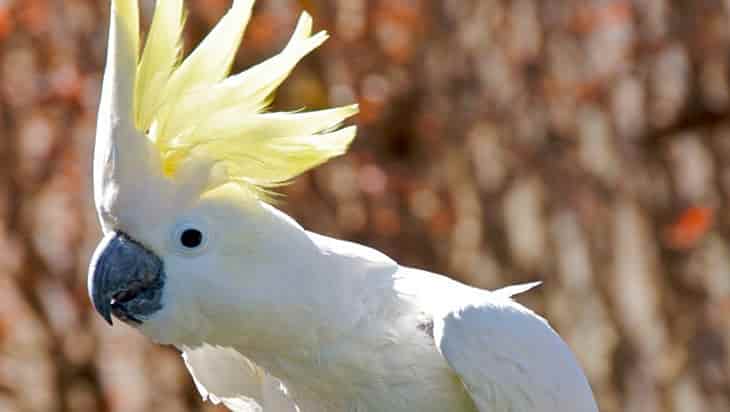 Burung kakatua. Foto: Merahputih.com