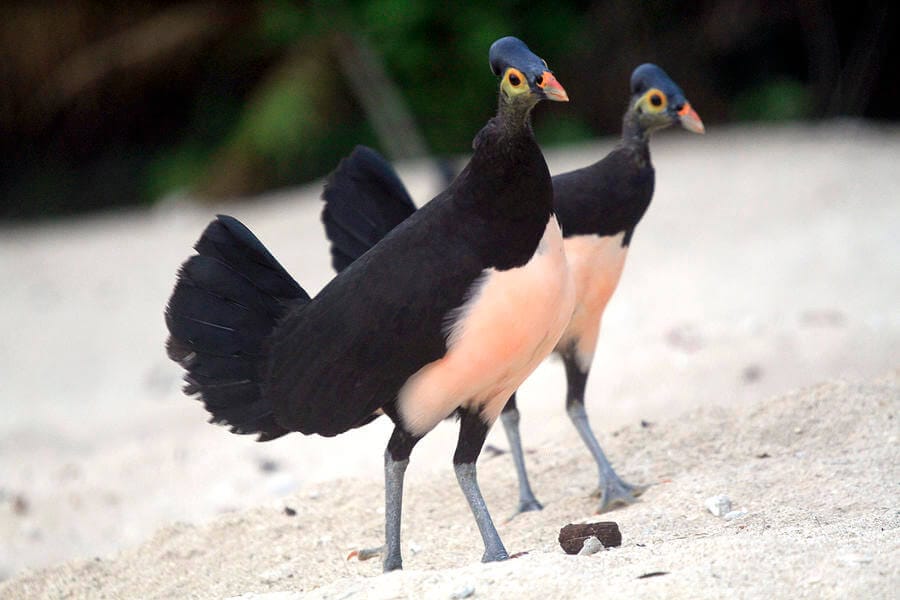 Maleo. Foto: Fineartamerica.com