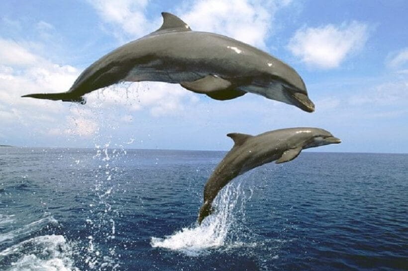 Kumba-lumba. Foto: floradanfauna.com