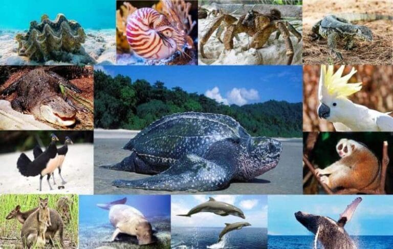 Jenis-jenis satwa yang dilindungi di Kepulauan Kei