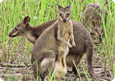 Kangguru. Foto: Papua.us