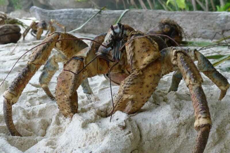 Ketam Kenari. Foto: newatlas