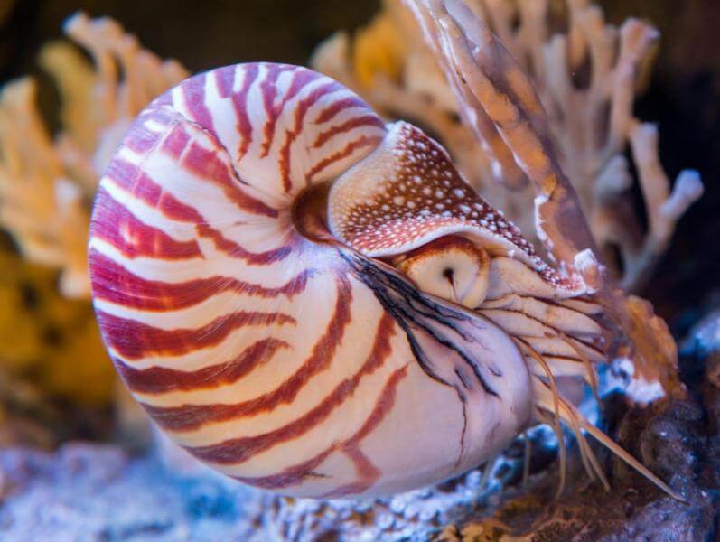 Triton trompet atau dalam bahasa Kei disebut lilir. Foto: newcastlebeach.org