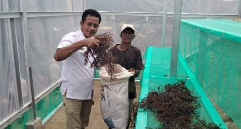 Kepala Dinas Perikanan Kabupaten Maluku Tenggara Nico Ubro bersama seorang pembudidaya rumput laut di Rumah Pengering Rumput Laut Ohoi Arso, Minggu (21/11/2021). Foto: Pry