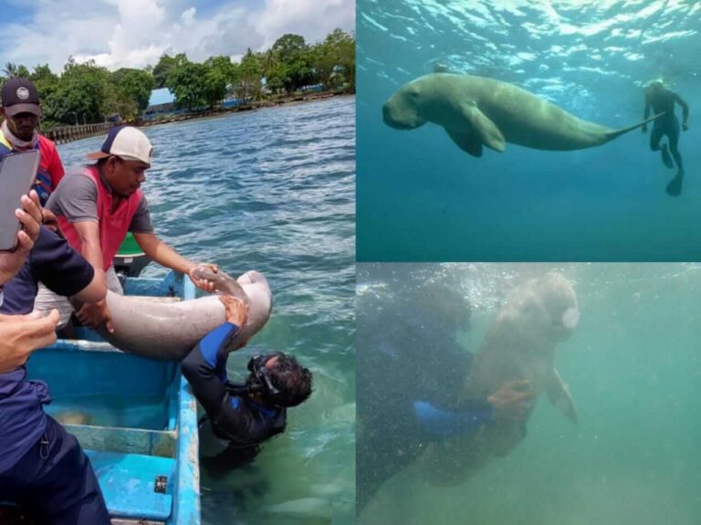Konservasi Duyung Lebih Bermanfaat dan Tidak Boleh Dikonsumsi ataupun Diperdagangkan
