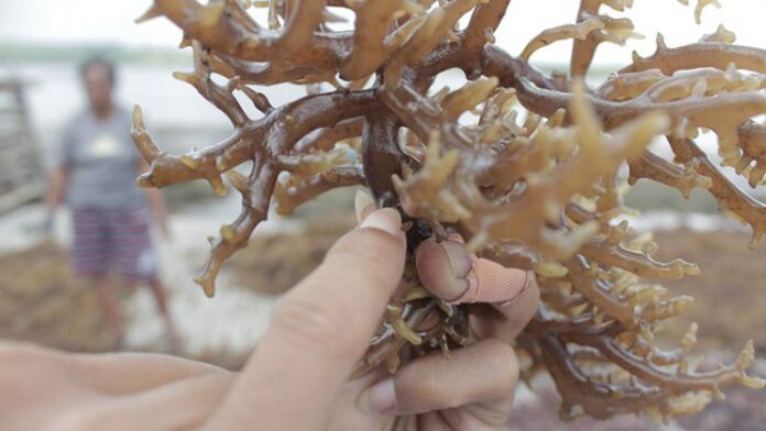 Ilustrasi rumput laut (Kappaphycus alvarezii). Sumber foto: mediatani.co