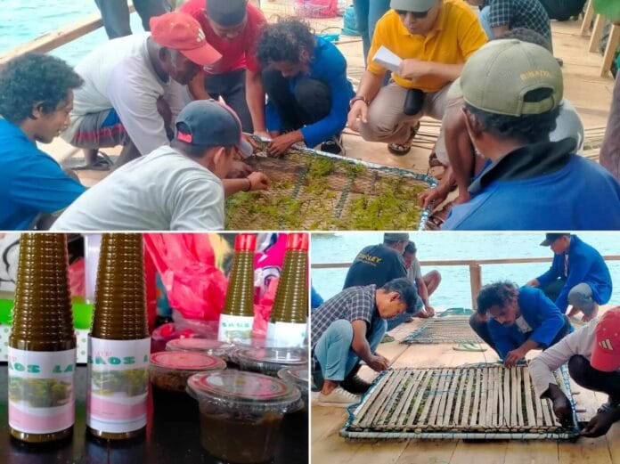 pelatihan-terpadu-pengembangan-anggur-laut-lat-letman-polikant-051122-labes-suaradamai(1) Pelatihan terpadu pengembangan rumput laut di destinasi wisata Yeer Teran Ratut (YTR), Ohoi Letman, Kecamatan Kei Kecil, Kabupaten Maluku Tenggara (Malra), Maluku, Sabtu (5/11/2022). Foto: Labes Remetwa