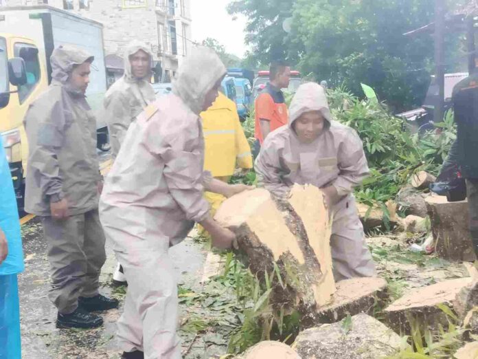 Para Personil unit SAR Kompi 4 Batalyon A Pelopor Satbrimob Polda Maluku melakukan evakuasi dan membersihkan pohon tumbang di jalan raya di kawasan Lateri, Kecamatan Baguala, Kota Ambon, Kamis (1/12/2022).