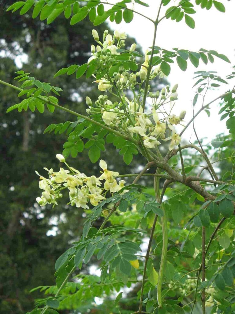 Manfaat Daun Kelor Untuk Kesehatan