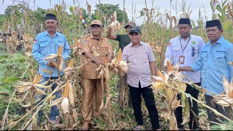 Wakil Wali (Wawali) Kota Tual Amir Rumra (ketiga dari kanan) mewakili Wali Kota Tual Akhmad Yani Renuat, menghadiri Panen Raya Jagung di Desa Tubyal, Kecamatan Pulau-pulau Kur, Kota Tual, Senin (16/2/2026). (Suara Damai/Megarivera Renyaan)