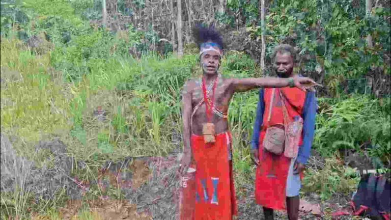 Kepala Marga Ateta, Benediktus Ateta, mencabut patok batas milik PT Borneo Subur Prima (BSP) dari tanah adat Marga Ateta di Kabupaten Teluk Bintuni, Papua Barat, Jumat (19/6/2026). (istimewa)